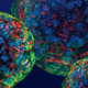 Illustration for article titled Scientists Retract Groundbreaking Stem Cell Study